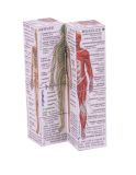 Dřevěné hračky Zoobookoo Kniha v kostce Lidské tělo
