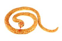 Dřevěné hračky Had plyšový 200cm oranžovo-žlutý Teddies